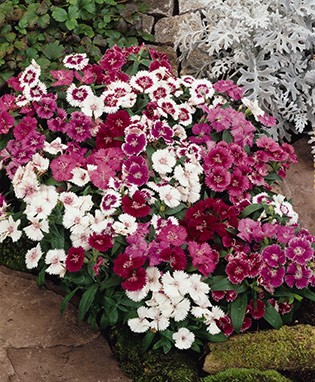 Dianthus